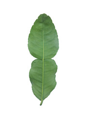 Kaffir lime leaves (Citrus hystrix,Rutaceae),(back side leaf) isolated on white background. Medicinal plants,Thai herb.