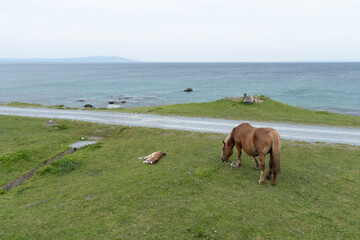 horses on the beach