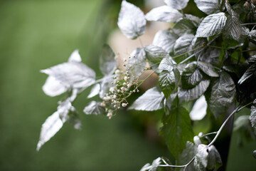 lily of the valley in spring