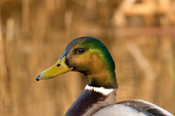 Mallard Duck drake, Anas platyrhynchos, head shot in golden morning sunlight against blurred Autumn...