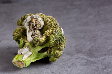 Rotten broccoli with toxic mold lying on a dark background . Horizontally. Copy space.
