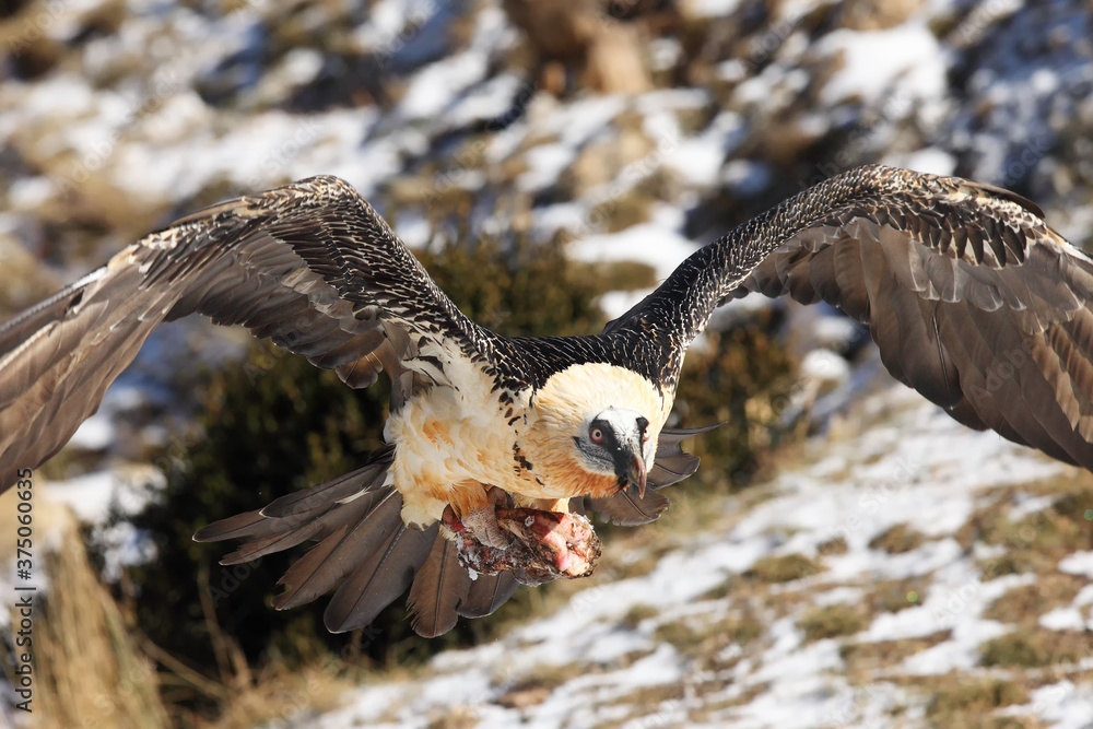 Poster The bearded vulture (Gypaetus barbatus), also known as the lammergeier or ossifrage flying with a large bone in the claws. A large lammergeier flies over a snowy landscape with bone in its talons.