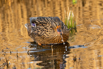 Female Mallard duck, Anas platyrhynchos, edge of pond in golden light of morning coming out of water