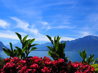 Picturesque flowers at promenade in european Montreux city at Lake Geneva in canton Vaud in Switzerland, clear blue sky in 2017 warm sunny summer day on July.