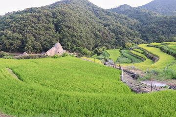 中山千枚田_小豆島の恋