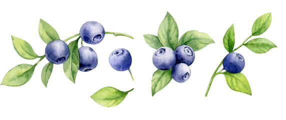 Set of watercolor illustrations of blueberries on twigs with leaves.