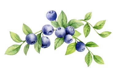 Decorative element of the blueberries on the branches with leaves are harvested in the bouquet. © Dasha