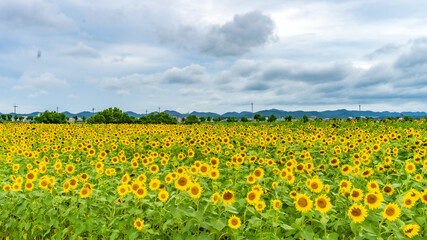 兵庫県 小野市 ひまわりの丘公園