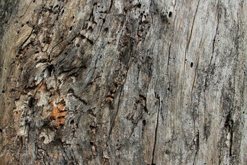 Arbre mort.