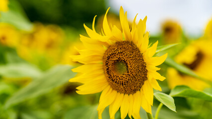 兵庫県 小野市 ひまわりの丘公園