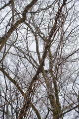겨울 앙상한 나무
