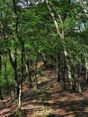 Fototapeta premium 神奈川県･東海自然歩道