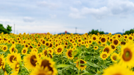 兵庫県 小野市 ひまわりの丘公園