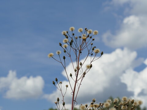 Graspuschel und Himmel
