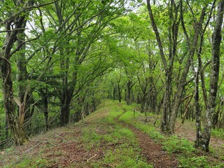 Fototapeta na wymiar 神奈川県･東海自然歩道