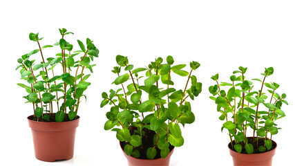 Fresh mint in a pot isolated on white background.