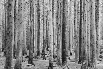 삼나무 숲길