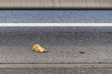 A dirty stuffed animal lying on the street
