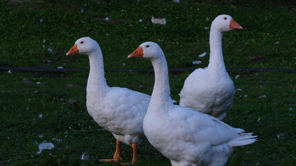 Geese in the yard