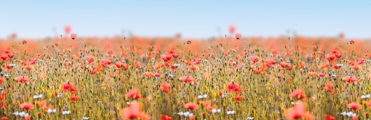 Fototapeta na wymiar Poppy field panorama with red poppies and deep sharpness