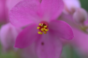 close up of a purple flower