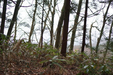 Autumn forest road leaves view. Autumn leaves ground. Autumn forest road landscape. Autumn leaves road view