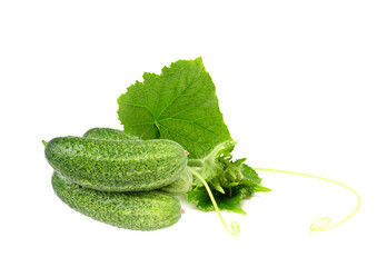 Fresh cucumber with leaf isolated on white