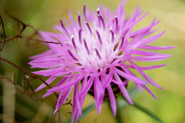 Makrofotografie einer schönen lila Blume im Sommer auf einer grünen Wiese