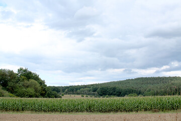 Fototapeta na wymiar Ein Maisfeld an einem wolkigen Sommertag, ein Wald kann im Hintergrund gesehen werden