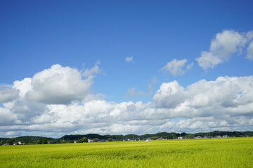 青空と白い雲と稲穂
