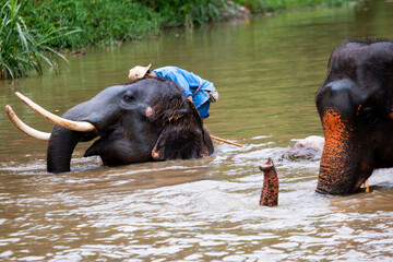 Asian elephant species In the conservation center of Thailand