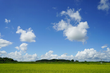 青空と白い雲と稲穂