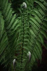 Fern leaves close up. Forest plants in sunlight. Natural texture, leaf pattern. Interior decoration, screensaver, wallpaper or illustration for a book or magazine concept.