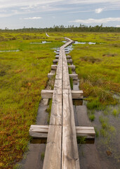 Wooden wet pathway through swamp wetlands with small pine trees, marsh plants and ponds, a typical Western-Estonian bog. Nigula Nature Reserve