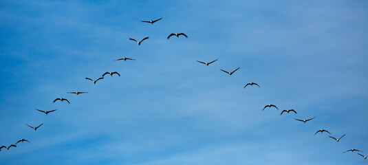 Large flock of cranes flying in sky. High quality photo