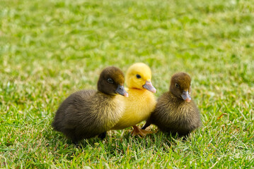 Small newborn ducklings walking on backyard on green grass. Yellow cute duckling running on meadow field on sunny day.