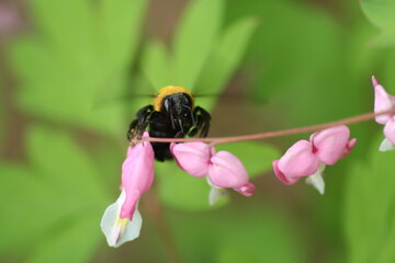 벌과 꽃