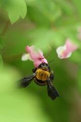 Fototapeta premium 벌과 꽃