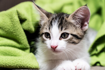 Baby kitty on a green blanket