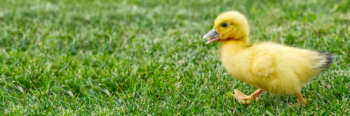 Small newborn ducklings walking on backyard on green grass. Yellow cute duckling running on meadow field in sunny day. Banner or panoramic shot with duck chick on grass.