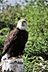 american bald eagle