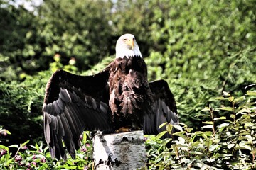 portrait of a bald eagle spreading its wings