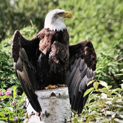 portrait of a bald eagle spreading its wings