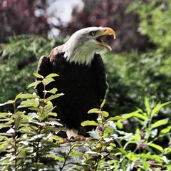 american bald eagle on a fence