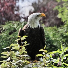 american bald eagle on a fence