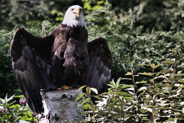 portrait of a bald eagle spreading its wings