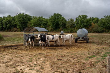 Cows on outdoor Farm. Cows eating hay in the stable. Tree cows look in to camera. 