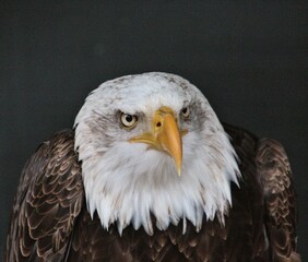 portrait of a bald eagle
