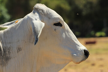 Portrait of a Brahman cow