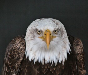 portrait of a bald eagle